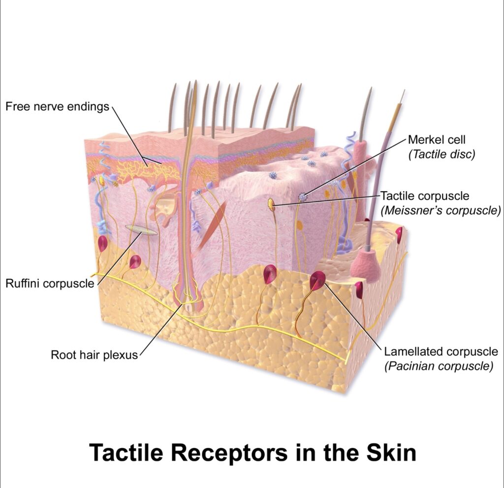 Blausen.com staff (2014). "Medical gallery of Blausen Medical 2014". WikiJournal of Medicine 1 (2). DOI:10.15347/wjm/2014.010. ISSN 2002-4436.